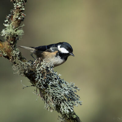 Schotland: Zwarte mees bij Loch Garten