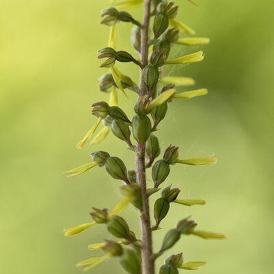 Grote keverorchis (neottia ovata)