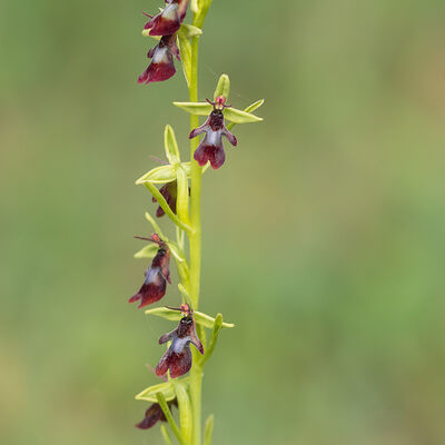 Vliegenorchis