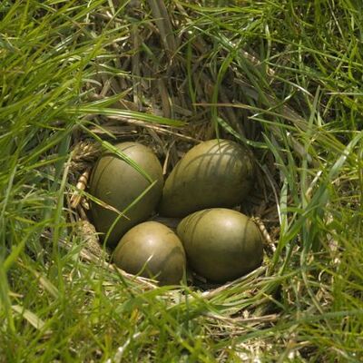 Spring: godwitt's nest