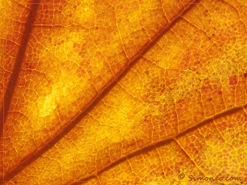 Autumn leaf