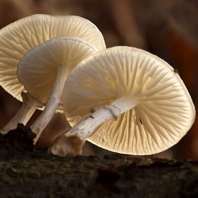 Porcelain fungus/proseeinzwam