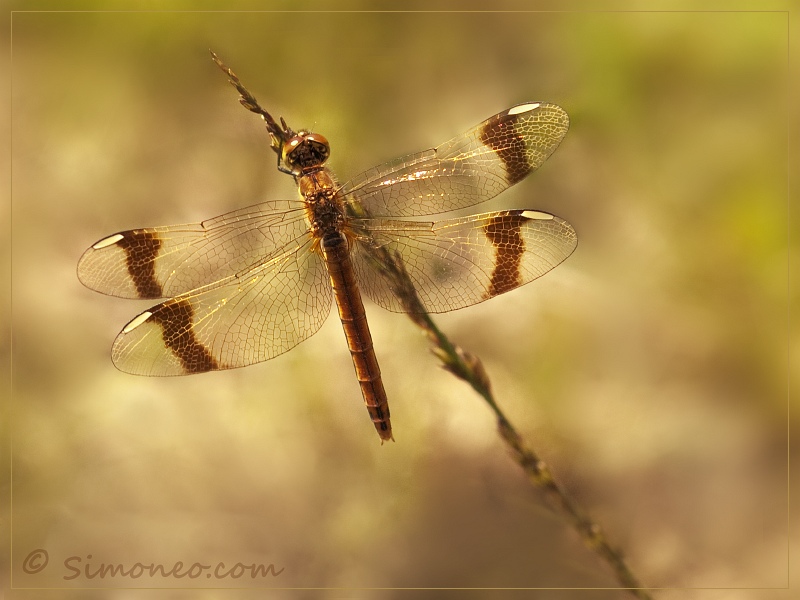 Banded darter