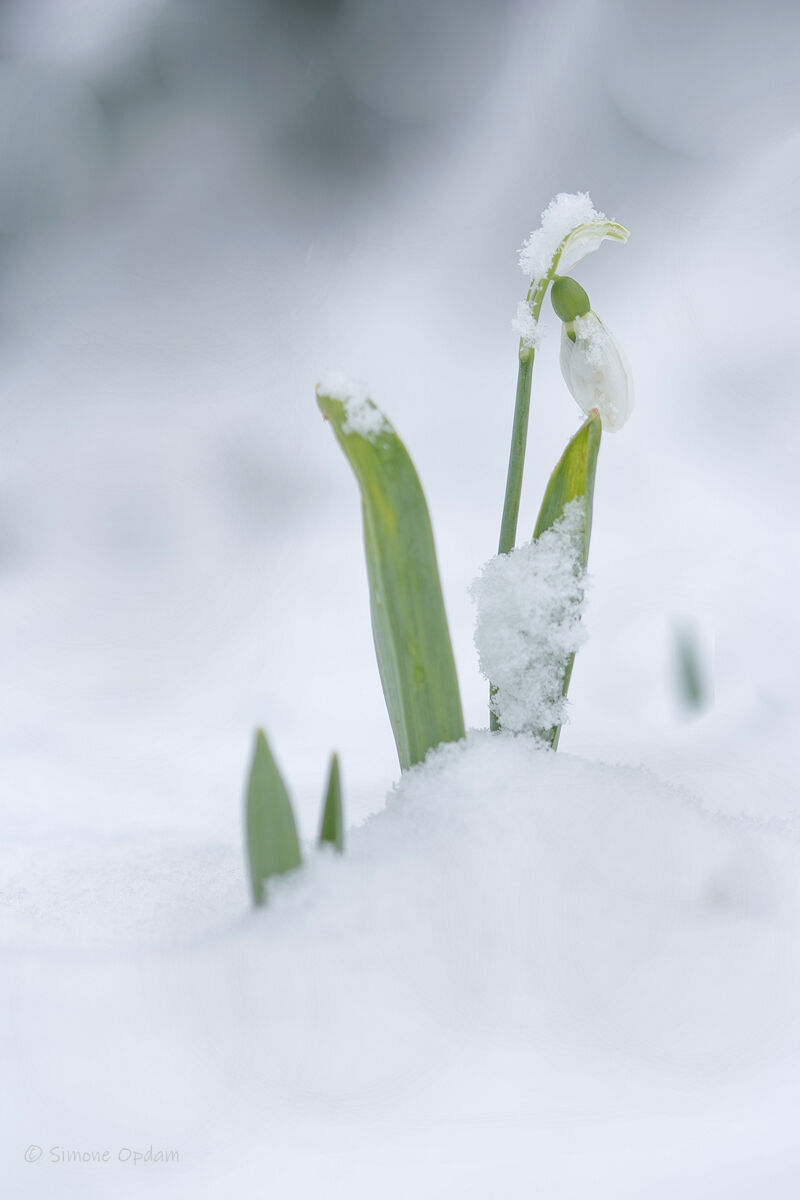 Snowdrop