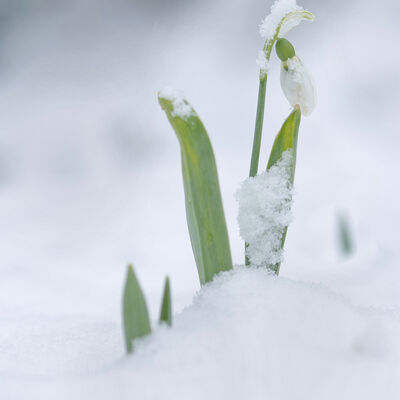 Snowdrop