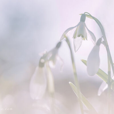Sneeuwklokjes van porselein