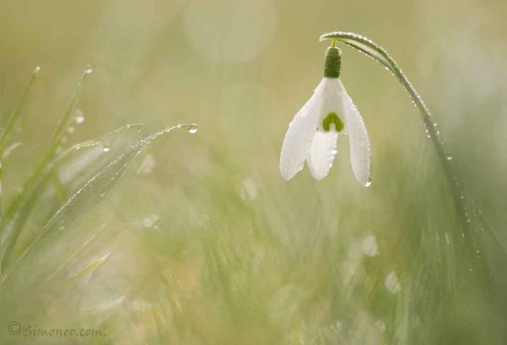 Snowdrops