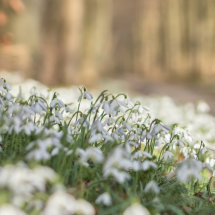 Carpet of snowdrops