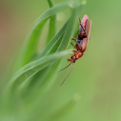 Soldier beetle