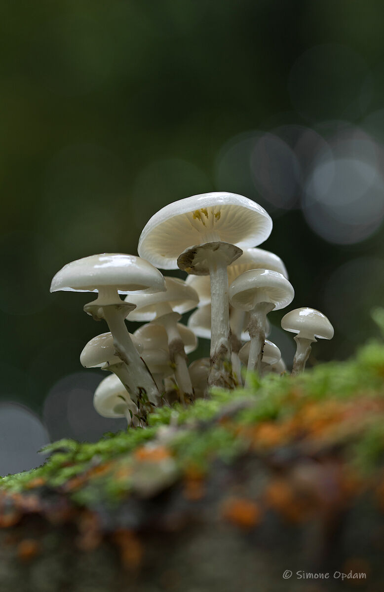 Porseleinzwammen (oudemansiella mucida)