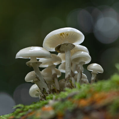 Porseleinzwammen (oudemansiella mucida)