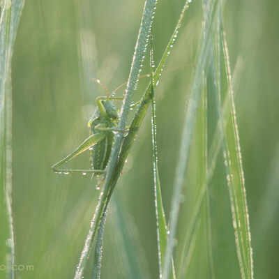 Fifty shades of green. (tettigonia viridissima)