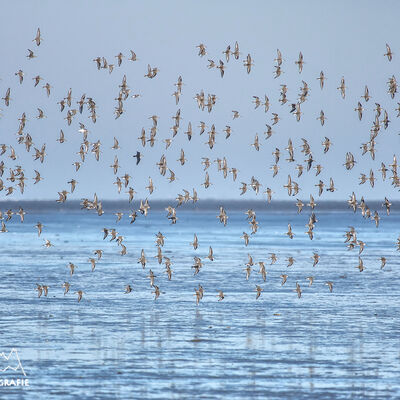 strandlopers in vlucht