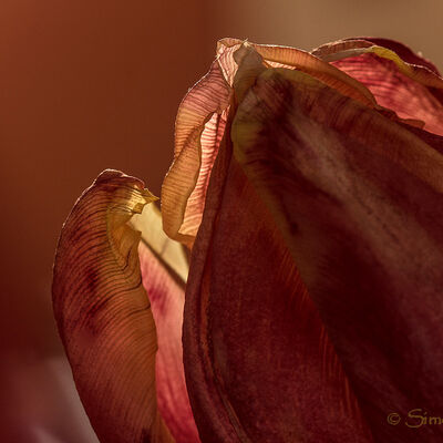 The old tulip
