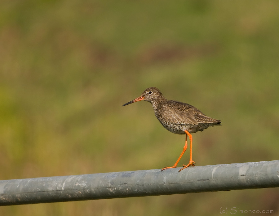 Redshank