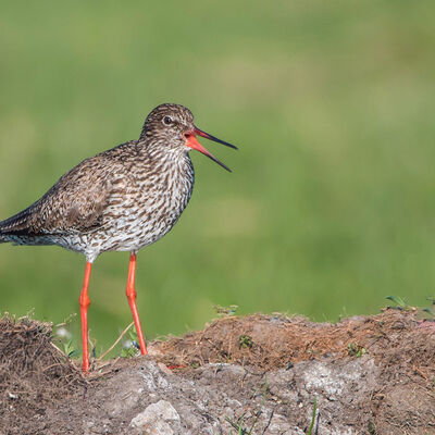 Tureluur: groot alarm!