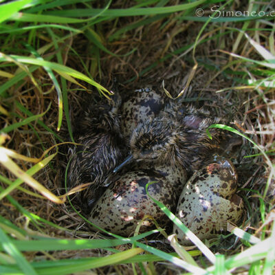Newborn redshanks