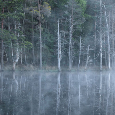 Glenfeshie old pine trees