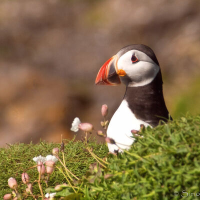 Puffin Lunga