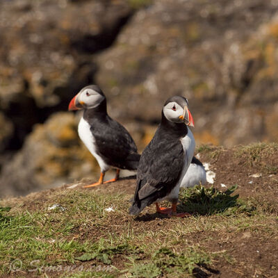 Puffins