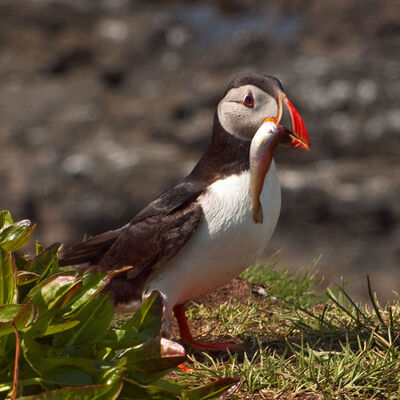 Puffin with fishy