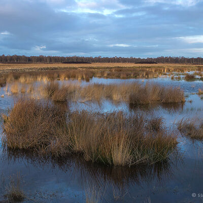 Veenlandschap