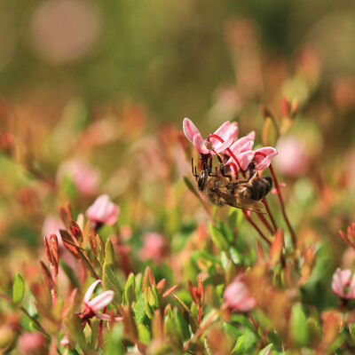 Cranberry bee