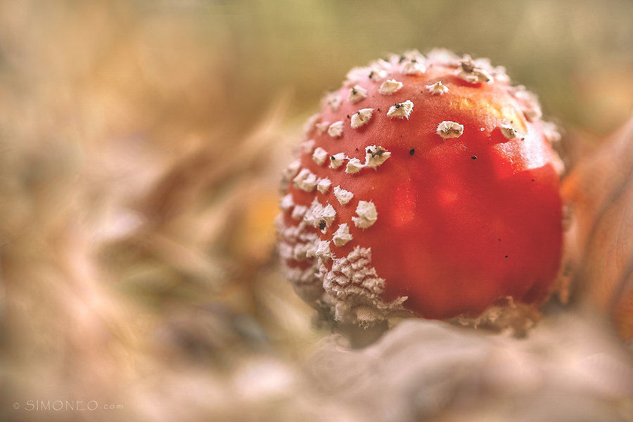 Rood met witte stippen abstract
