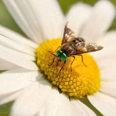 Green eyes. Twin-lobed deerfly