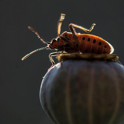Firebug on an poppy seed