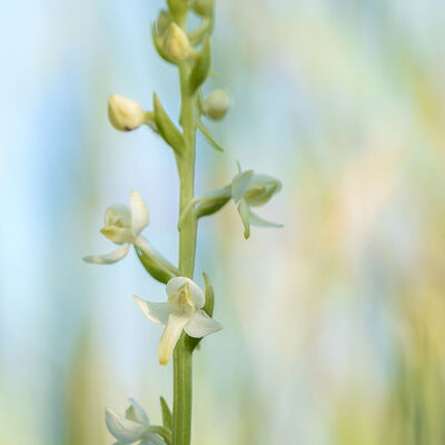 Welriekende nachtorchis (platanthera bifolia)
