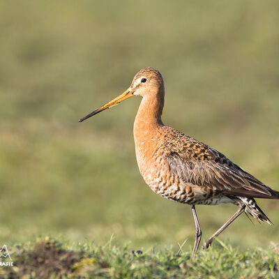 Flaneren aan de dijk - grutto