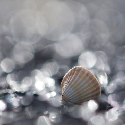 Shell between little lights