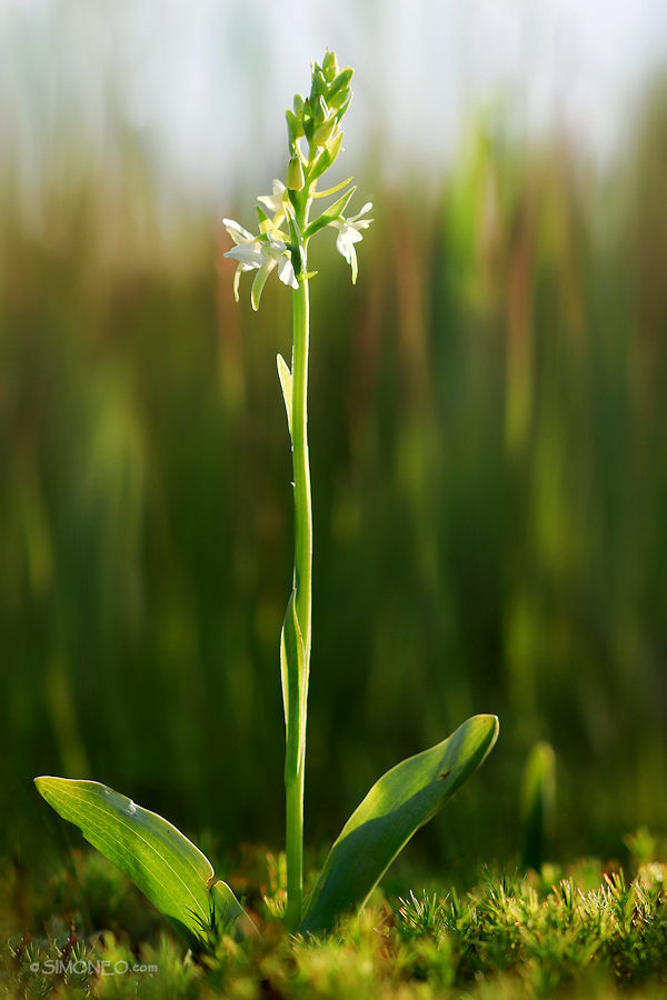 welriekende nachtorchis (platanthera bifolia)