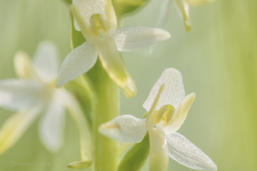 Lesser butterfly orchid