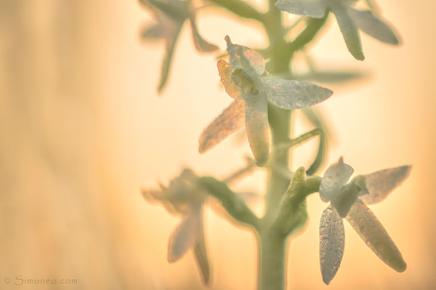 Lesser butterfly orchid / welriekende nachtorchis