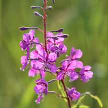 Fireweed
