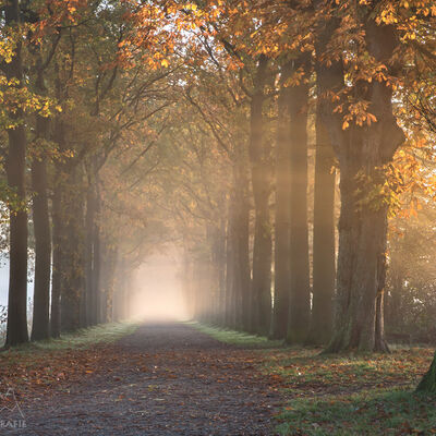 Golden Autumn morning