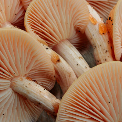 Wrinkled peach mushrooms