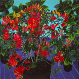 Azalea, Oil on canvas, 38 x 40 ins