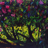 Rhodedendrons oil on canvas