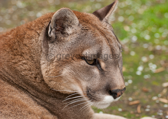 Puma 2