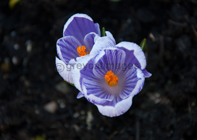 Signs Of Spring