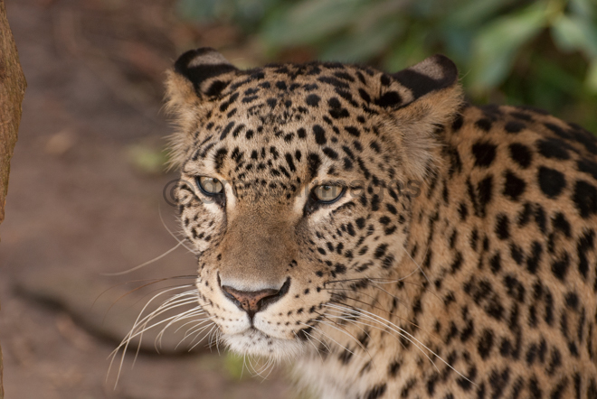 Persian Leopard