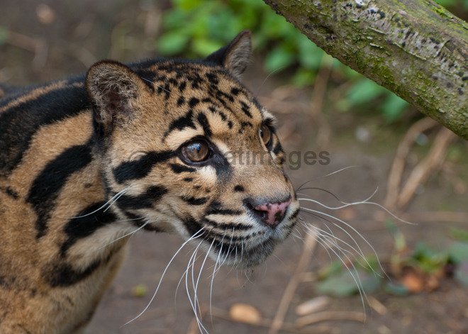 Clouded Leopard