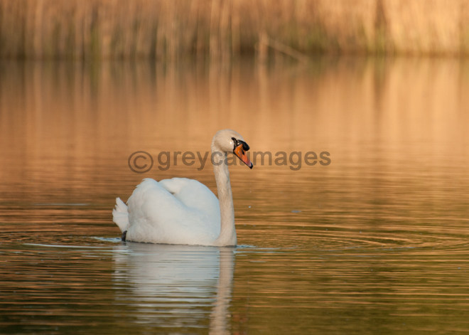 Swan Lake