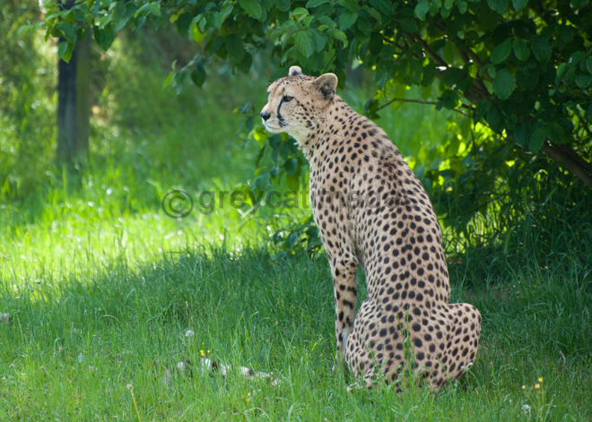 Cheetah