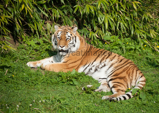 Sunbathing Tiger