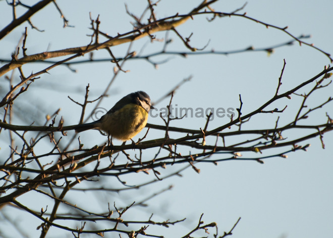 Evening Lookout