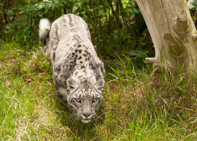 Stalking